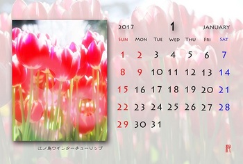 '17,1月カレンダー（チューリップ）.jpg