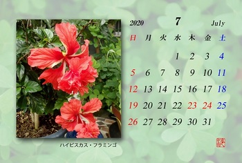 2020.07月カレンダー（ハイビスカスフラミンゴ）.jpg