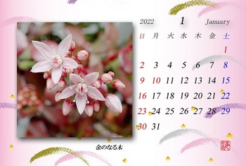 2022.1月カレンダー（金のなる木））.jpg