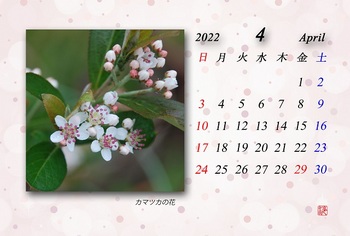 2022.4月カレンダー（カマツカの花）.jpg