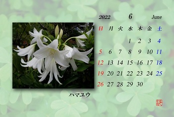 2022.６月カレンダー（ハマユウ）.jpg
