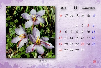 2023.11月カレンダー（サフラン）.jpg