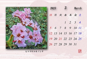 2023.3月カレンダー（ヒマラヤユキノシタ）.jpg