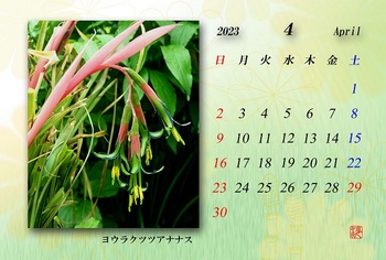 2023.4月カレンダー（ヨウラクツツアナナス）.jpg