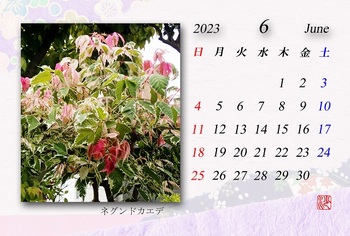 2023.6月カレンダー（ネグンドカエデ）.jpg