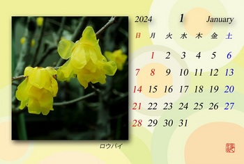 2024.1月カレンダー（ロウバイ）.jpg