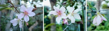 オカメ桜１.jpg