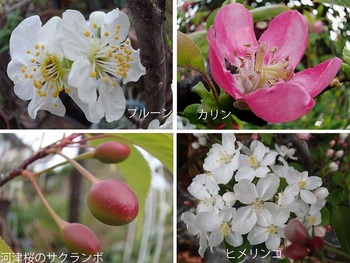 カリン　プルーン　ヒメリンゴの花.jpg