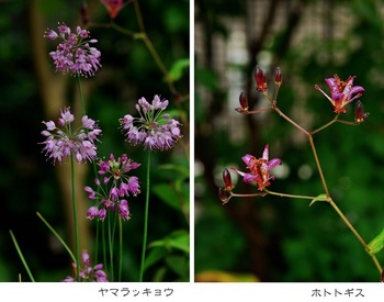 ヤマラッキョウ花とホトトギス.jpg