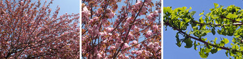 八重桜パノラマ1.jpg