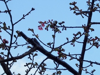 公民館の桜.jpg