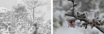 大雪の日パノラマ1.jpg