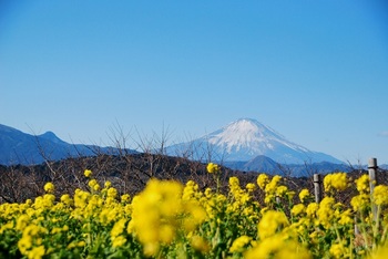 富士山と菜の花.jpg