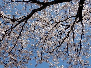 山北の桜２.jpg