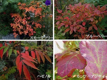 庭木の紅葉.jpg