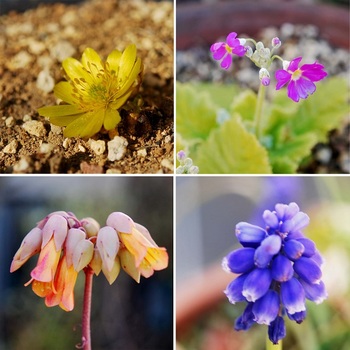 春の花4種.jpg