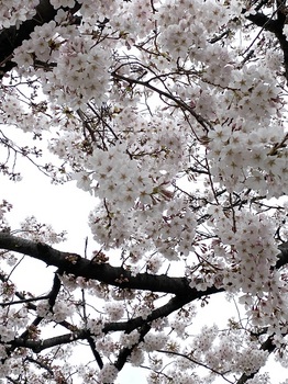 桜満開.jpg