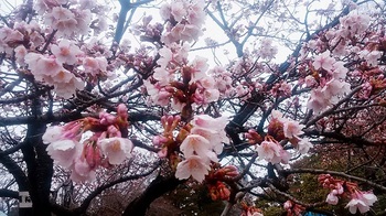 玉縄桜.jpg