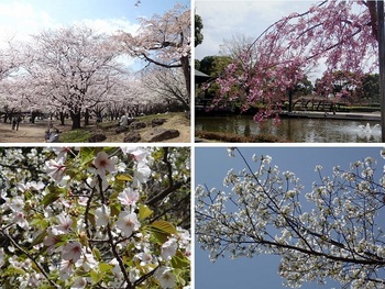 総合公園の桜.jpg