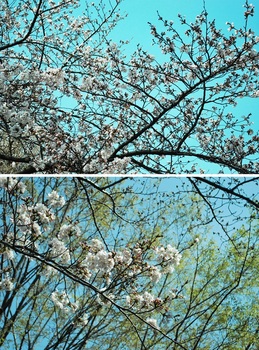 近くの公園の桜.jpg