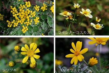 黄色の花４種.jpg